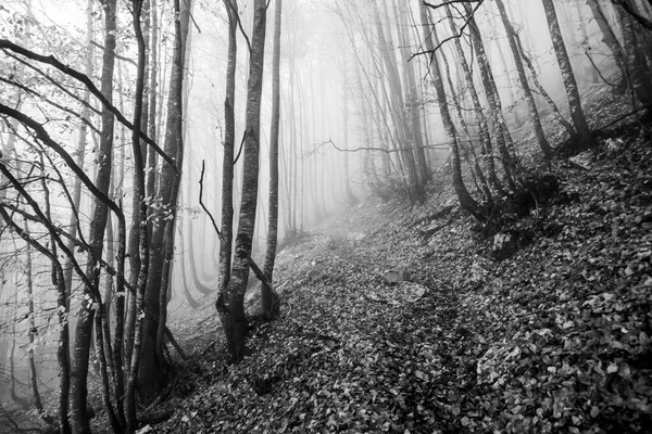 Δάσος Τυλιγμένο Ομίχλη Χειμώνα Μεταξύ Των Μονοπατιών Που Καλύπτονται Από — Φωτογραφία Αρχείου