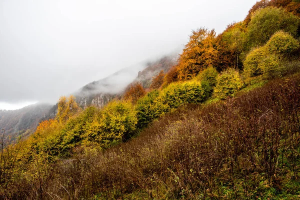 高山谷地的树林五花八门 从绿色到黄色再到橙色 乌云密布 预示着迷雾笼罩着小维琴察公园杜洛的高山山峰 — 图库照片