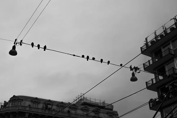 Elektromos Kábel Roosting Galambokkal Kora Reggel Egy Borús Napon Milánóban — Stock Fotó