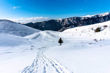 Karlı ve karlı patikalı alp panorama. Karda ayak izleri ve İtalya 'nın Vicenza Veneto ili Campo Fontana nei Lessini' de yemyeşil çam ağaçları.
