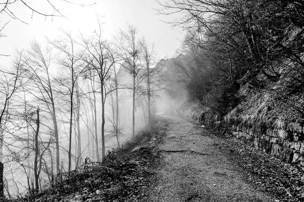 Camino Montaña Inmerso Niebla Entre Los Bosques Alpinos Campogrosso Vicenza — Foto de Stock