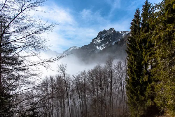 Alpine Forest Fog Snow Venetian Valleys Campogrosso Vicenza Veneto Italy — Stock Photo, Image