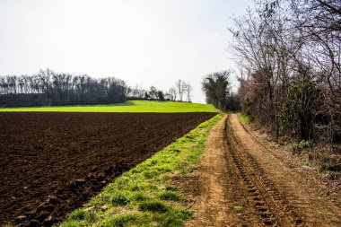 Lonigo Vicenza Veneto İtalya 'da bir bahar günü erken saatlerde tarımsal tarlalar ve sıra sıra ağaçlar ve çitler arasındaki kır yolu