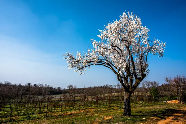 Bela Amendoeira Flor Entre Vinhas Dia Primavera Lonigo Vicenza Veneto — Fotografia de Stock