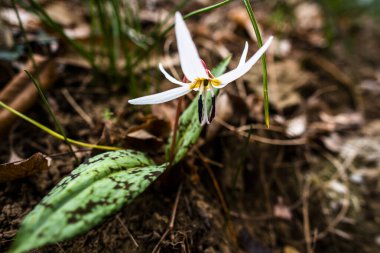 Vallonara Vicenza Veneto İtalya 'daki çalılıklarda yetişen Erythronium mağara-kanis' in ya da köpek dişi bahar çiçeğinin yakınında.