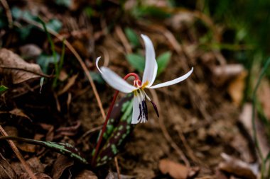 Vallonara Vicenza Veneto İtalya 'daki çalılıklarda yetişen Erythronium mağara-kanis' in ya da köpek dişi bahar çiçeğinin yakınında.