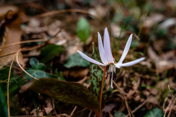 Vallonara Vicenza Veneto İtalya 'daki çalılıklarda yetişen Erythronium mağara-kanis' in ya da köpek dişi bahar çiçeğinin yakınında.