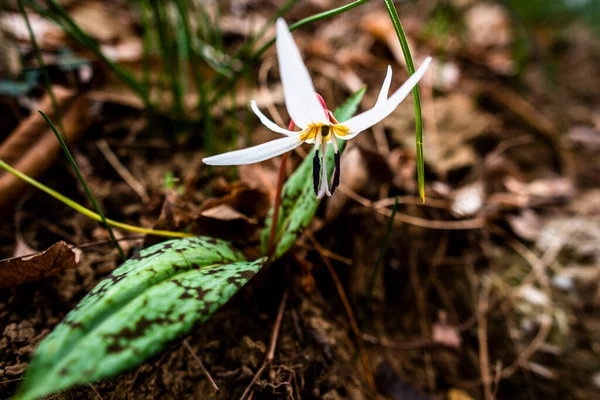 Close Erythronium Dens Canis Dog Tood Spring Flower Που Εμφανίζεται — Φωτογραφία Αρχείου
