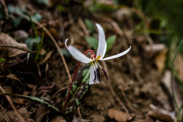 Close Erythronium Dens Canis Dog Tood Spring Flower Που Εμφανίζεται — Φωτογραφία Αρχείου