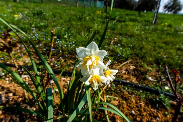 意大利Vallonara Vicenza Veneto的Narcissus Tazetta附近 有白色花瓣和黄色的排泄物 — 图库照片