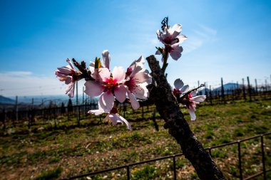 Beyaz ve pembe erik çiçekleri mavi gökyüzü dallarıyla dolu Valsanzibio Padua Veneto İtalya 'da gökyüzü ile çelişen pembe çiçeklerle dolu.