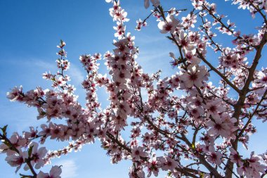 Beyaz ve pembe erik çiçekleri mavi gökyüzü dallarıyla dolu Valsanzibio Padua Veneto İtalya 'da gökyüzü ile çelişen pembe çiçeklerle dolu.