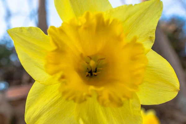 Закриття Narcissus Pseudonarciss Вальсанзібіо Падуя Венето — стокове фото