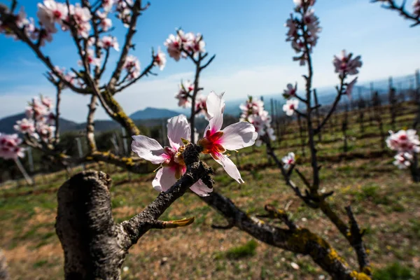 Virágzás Fehér Rózsaszín Prunus Dulcis Kék Ágak Tele Rózsaszín Színű — Stock Fotó