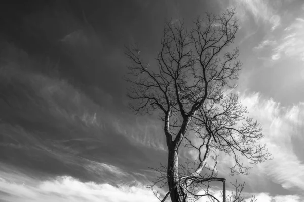 Velký Strom Pořízen Zdola Oblohou Pozadí Valsanzibio Padova Veneto Itálie — Stock fotografie