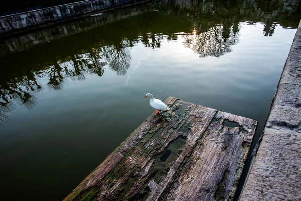 Valsanzibio Padova Veneto Italy漂浮在木头上的白鸭 — 图库照片