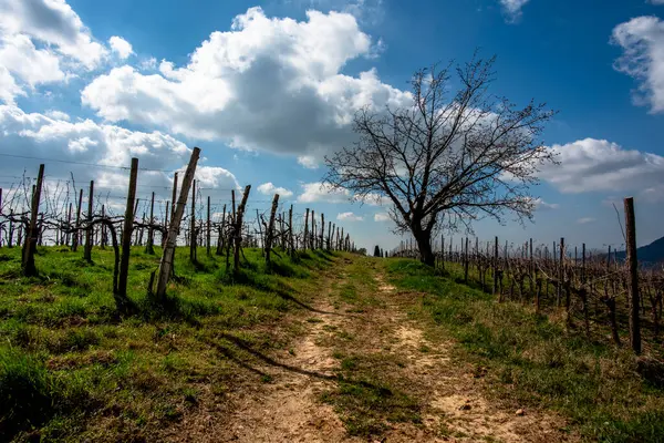 Country Road Trees Vineyards Stretches Out Infinite Blue Sky Valnogaredo — Stock Photo, Image
