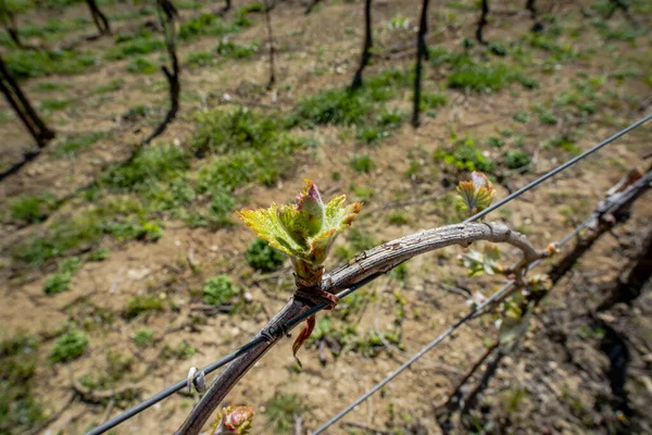 意大利瓦尔诺加雷多帕多瓦的葡萄或葡萄园植物芽和枝条 — 图库照片