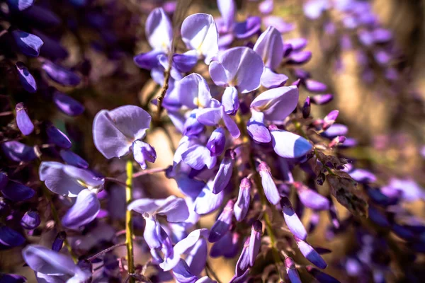 Крупным Планом Wisteria Floribunda Называется Цветная Фотография Wisteria Сделанная Весной — стоковое фото