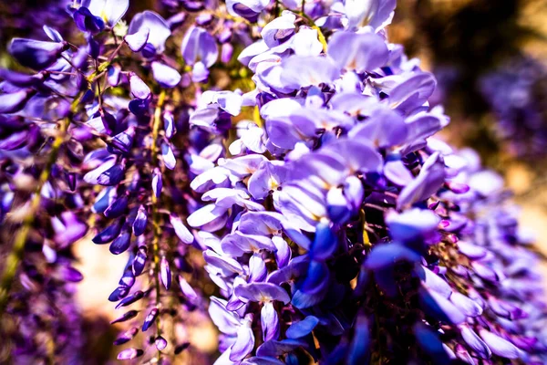 Крупным Планом Wisteria Floribunda Называется Цветная Фотография Wisteria Сделанная Весной — стоковое фото