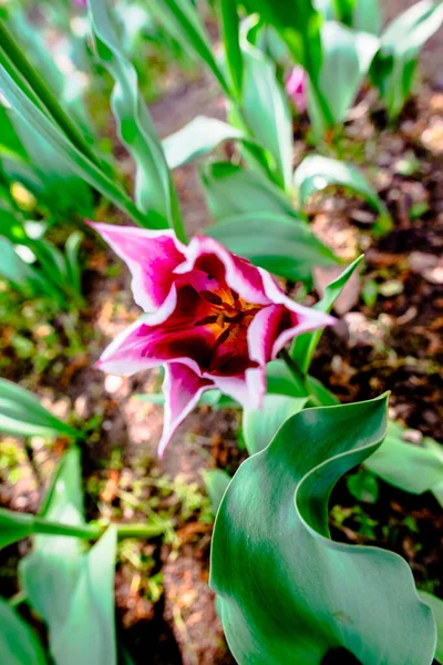 Close Tulipa Gesneriana Brightly Colored Tulips Orange Yellow Purple Red — Stock Photo, Image