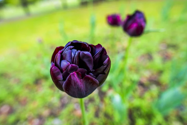 Крупным Планом Tulipa Gesneriana Ярко Окрашенные Тюльпаны Оранжево Желтый Фиолетовый — стоковое фото