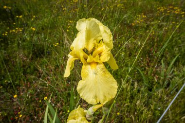 Orgiano Vicenza Veneto İtalya 'da iris germanica' nın kapatılması