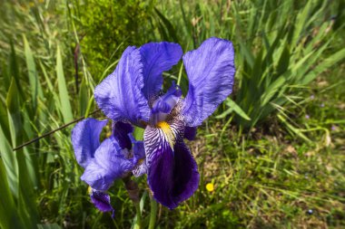 Orgiano Vicenza Veneto İtalya 'da iris germanica' nın kapatılması