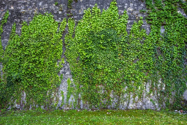 Zeď Zcela Pokrytá Břečťanem Orgiano Vicenza Veneto Itálie — Stock fotografie