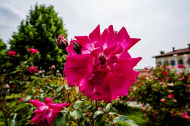 Rosa sarkacına yakın, arka planda güllerin dalları tomurcukları ve yeşil yaprakları olan bir gül bahçesi var.