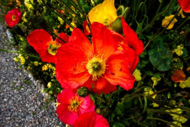 Varese Lombardy İtalya 'sında yeşil yapraklı Papaver Croceum' u kapatın.