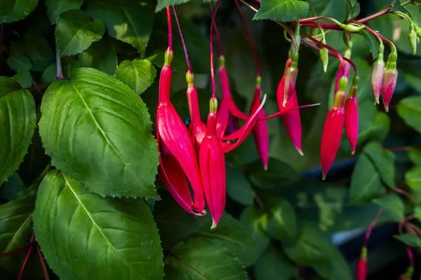 Close Fuchsia Magellanica Green Leaves Background Varese Lombardy Italy — Stock Photo, Image