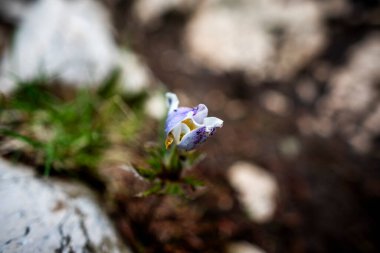 Pulsatilla Alpina 'ya yakın Malcesine' deki Baldo Dağı 'na Garda Verona Veneto Gölü' ne.