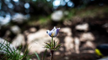 Pulsatilla Alpina 'ya yakın Malcesine' deki Baldo Dağı 'na Garda Verona Veneto Gölü' ne.