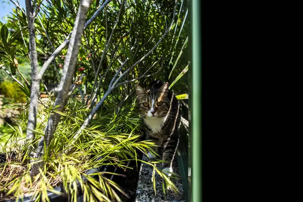 cat hidden among the vegetation puppy cat muzzle of a cat in Barbarano Vicenza Veneto Italy