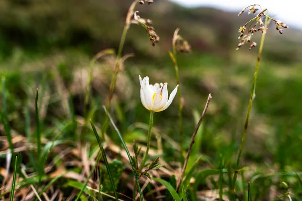 Pulsatilla Alpina 'ya yakın Malcesine' deki Baldo Dağı 'na Garda Verona Veneto Gölü' ne.