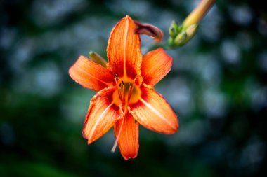 Torri Del Benaco Verona Veneto İtalya 'daki Garda Gölü üzerinde tarlalar ve mavi gökyüzü ile Hemerocallis fulva yakın çekim