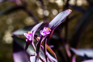 Torri del Benaco 'daki Tradescantia Pallida' nın yakınında Garda Verona Veneto Gölü yakınlarında.
