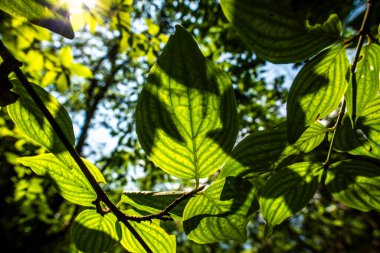 Gölgeler ve ışıklar arkasında ışık olan bir yaprak arasında
