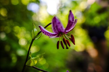 Recoaro Alps Vicenza Veneto İtalya 'daki Lilium Martagon' a yakın.