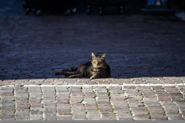 Nahaufnahme Einer Streunenden Katze Entspannt Sich Schatten Des Platzes Torri — Stockfoto