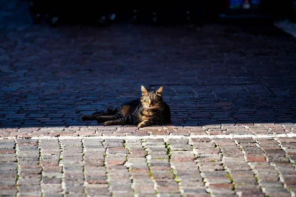 Zblízka Zbloudilé Kočky Odpočívá Stínu Náměstí Torri Del Benaco Jezeře — Stock fotografie