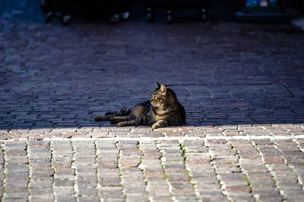 Close Των Αδέσποτων Γάτα Χαλαρώνει Στη Σκιά Της Πλατείας Στο — Φωτογραφία Αρχείου