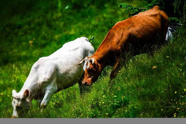 Vacas Pastando Perto Vacas Pastando Nos Alpes Venezianos Recoaro Piccolo — Fotografia de Stock