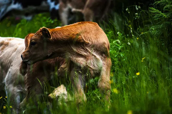 Laiduntavat Lehmät Lähellä Laiduntavaa Lehmää Venetsian Alpeilla Recoarossa Piccolo Vicentine — kuvapankkivalokuva