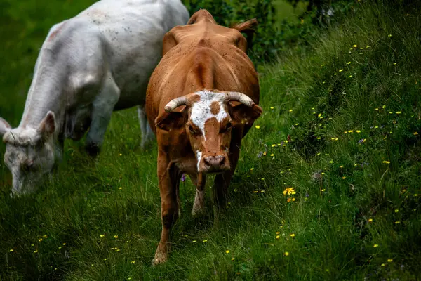 Pasoucí Krávy Zblízka Pasoucí Krávy Benátských Alpách Recoaro Piccolo Vicentine — Stock fotografie