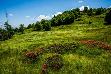 İtalya 'daki Recoaro Alpleri Vicenza Veneto Veneto' daki küçük Vicenza Dolomitlerinin kayalar ve çayır çayırları, çam ormanları ve kulübelerinin manzarası.