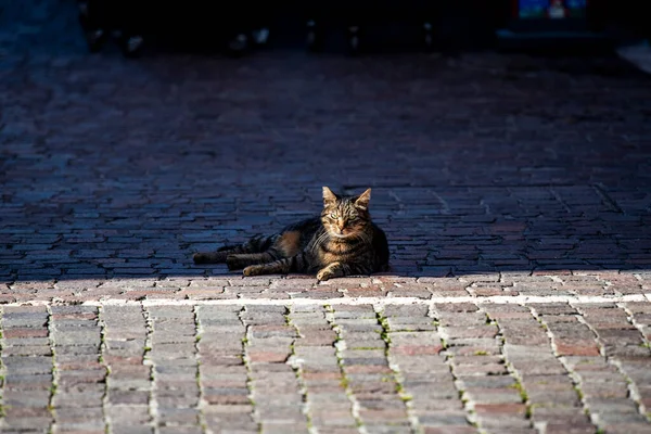 close up of stray cat relaxes in the shade of the square in Torri del Benaco on Lake Garda in Verona Veneto Italy Europe