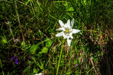 Leontopodium Nivale ya da Edelweiss 'in Belluno Dolomites Vicenza Veneto İtalya' daki Gossaldo 'da bir dağ kulübesinde çekilmiş fotoğrafı.