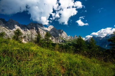 Dolomite dağları ve Alpler yeşil çayırlar ve orman ve alp çayırları arasındaki kaya örümcekleri Belluno Dolomites Vicenza Veneto İtalya 'daki Gossaldo Belluno' da bir dağ kulübesinde.